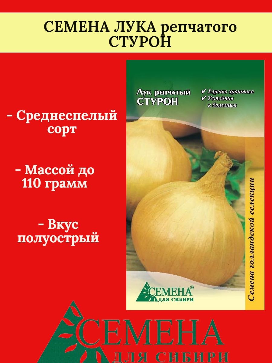 Лук сибирь описание. Лук Сибирский. Лук Сибирь отзывы. Лук Стурон описание сорта фото отзывы садоводов.