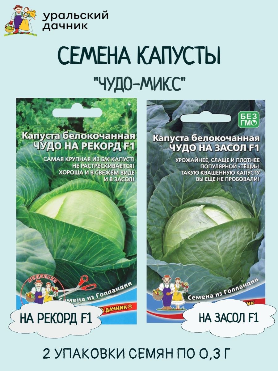 Капуста белокочанная чудо на рекорд f1. Капуста б/к чудо на засол f1.