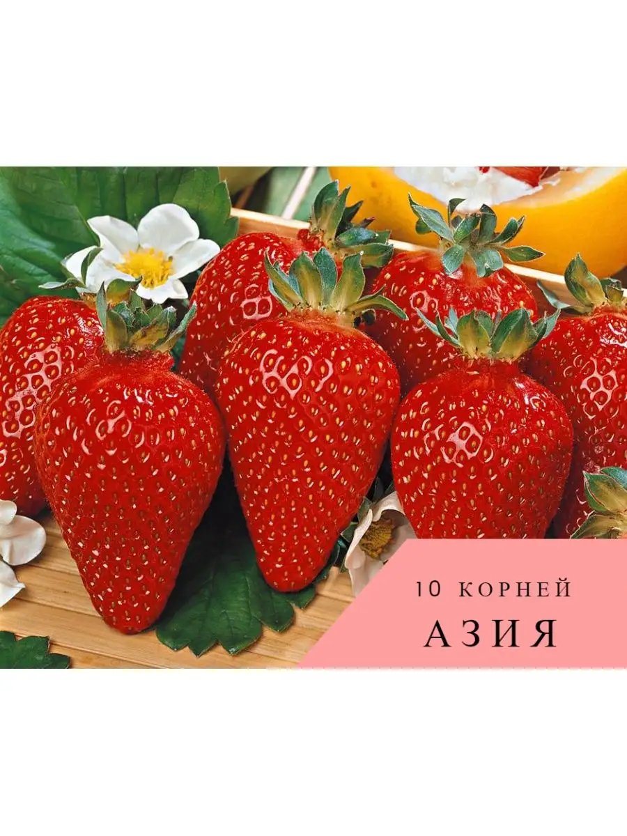 Клубника Азия 10 корней 160209818 купить за 450 ₽ в интернет-магазине  Wildberries