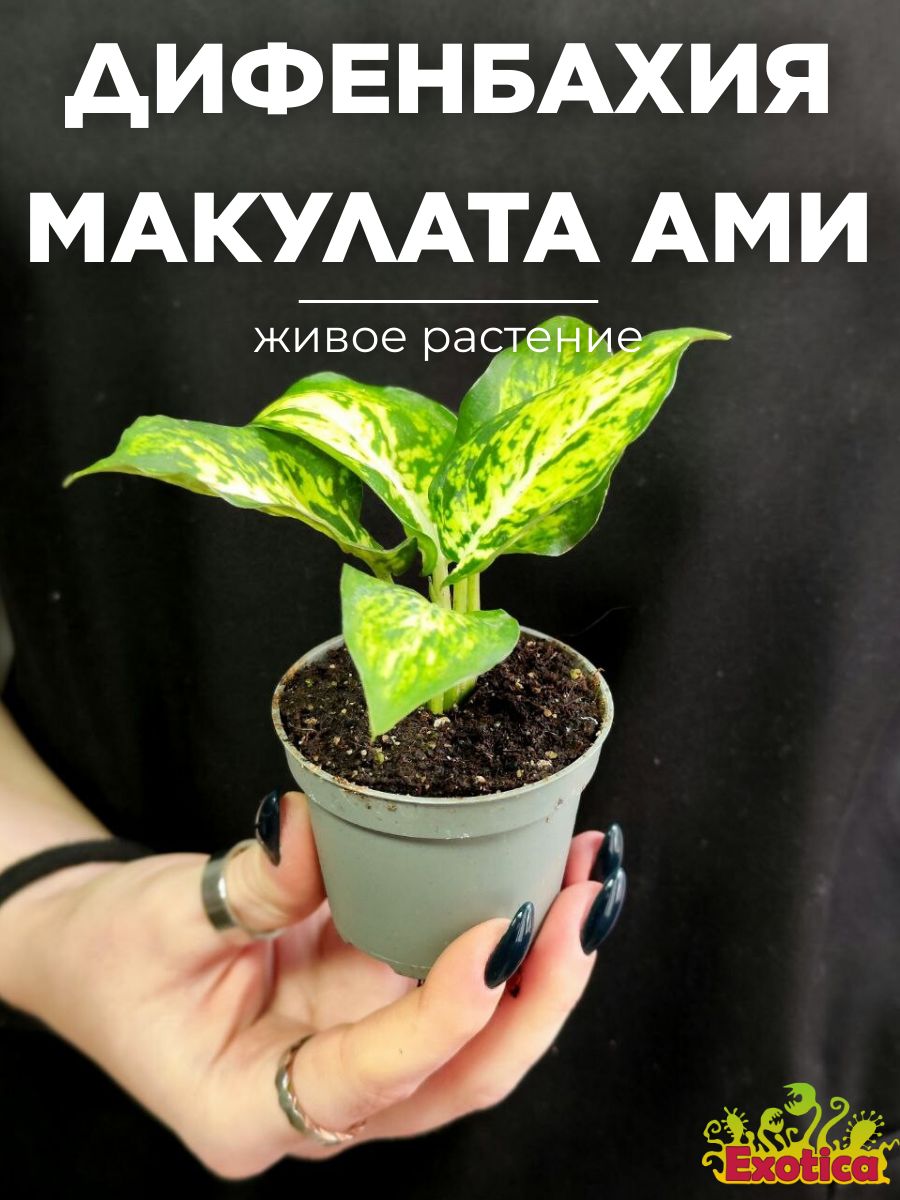 Дифенбахия Макулата Ами (Dieffenbachia Maculata Amy) D6см Exotica 160267293  купить в интернет-магазине Wildberries