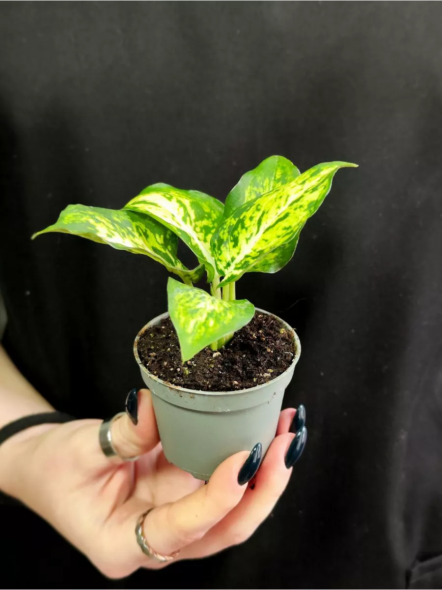 Дифенбахия Макулата Ами (Dieffenbachia Maculata Amy) D6см Exotica 160267293  купить в интернет-магазине Wildberries