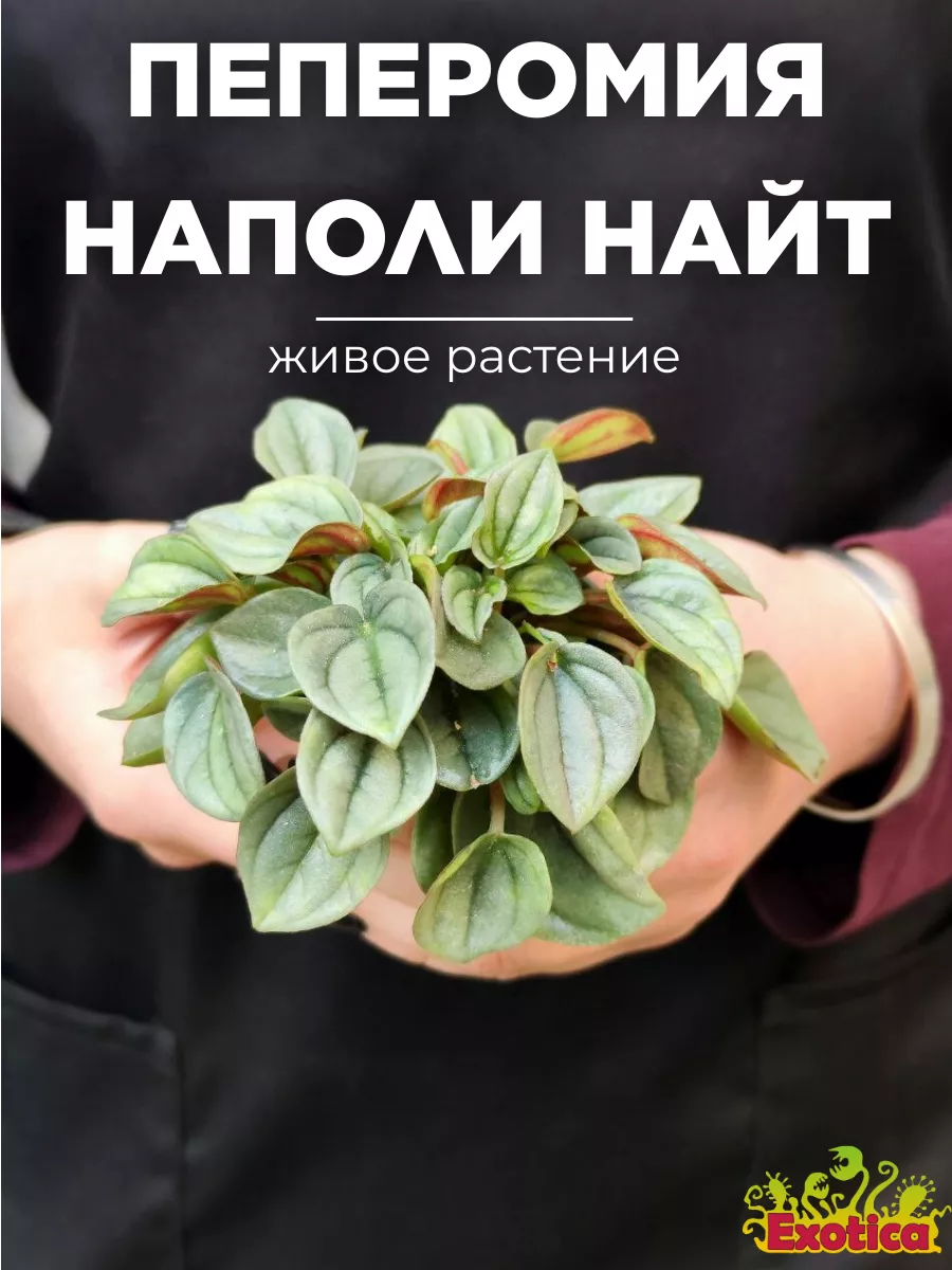 Пеперомия Наполи Найт, или Серебристая D5см Exotica 160267635 купить за 737  ₽ в интернет-магазине Wildberries