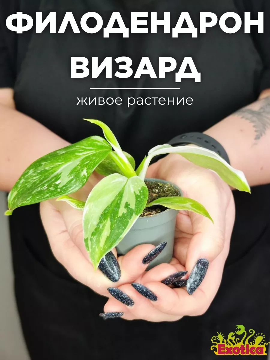 Филодендрон Вайт Визард (Philodendron White Wisard) D6см Exotica 160267986  купить за 908 ₽ в интернет-магазине Wildberries