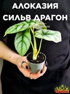 Алоказия Сильвер Драгон (Alocasia Silver Dragon) D6см Exotica 160269289 купить за 915 ₽ в интернет-магазине Wildberries