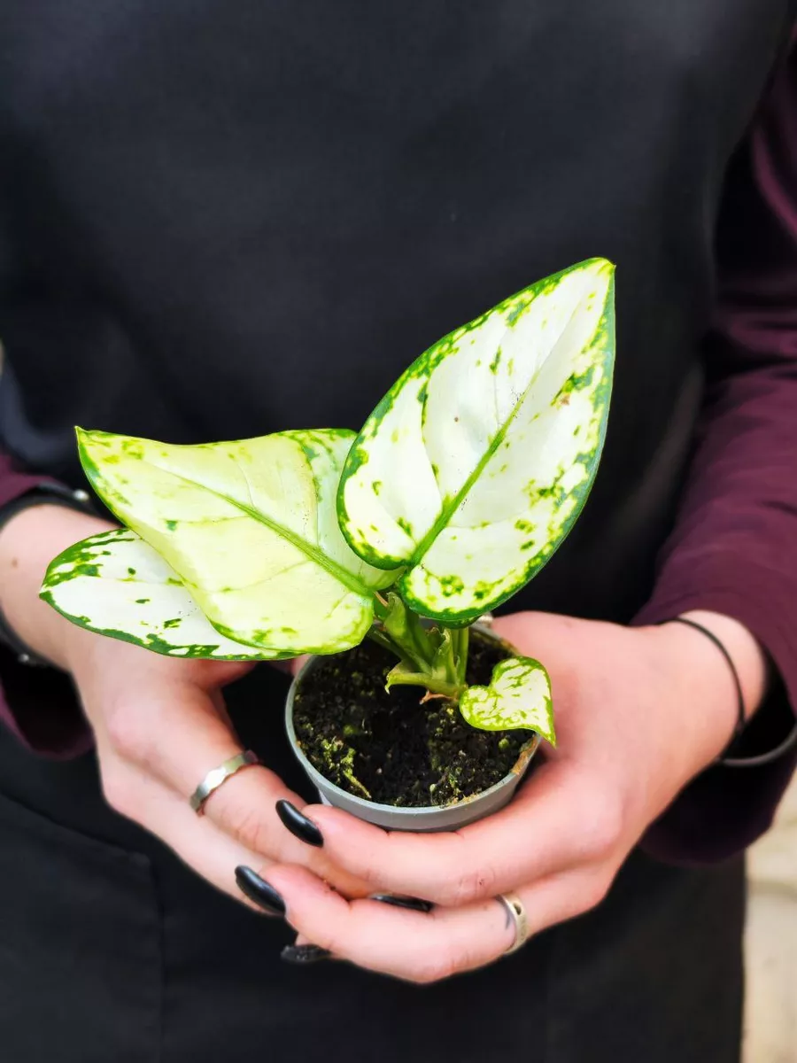 Аглаонема Сноуфлейк (Aglaonema Snowflake) D6см Exotica 160269446 купить в  интернет-магазине Wildberries