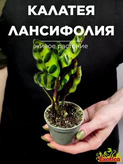 Калатея Лансифолия (Calathea Lancifolia) D6см Exotica 160270002 купить за 1 245 ₽ в интернет-магазине Wildberries