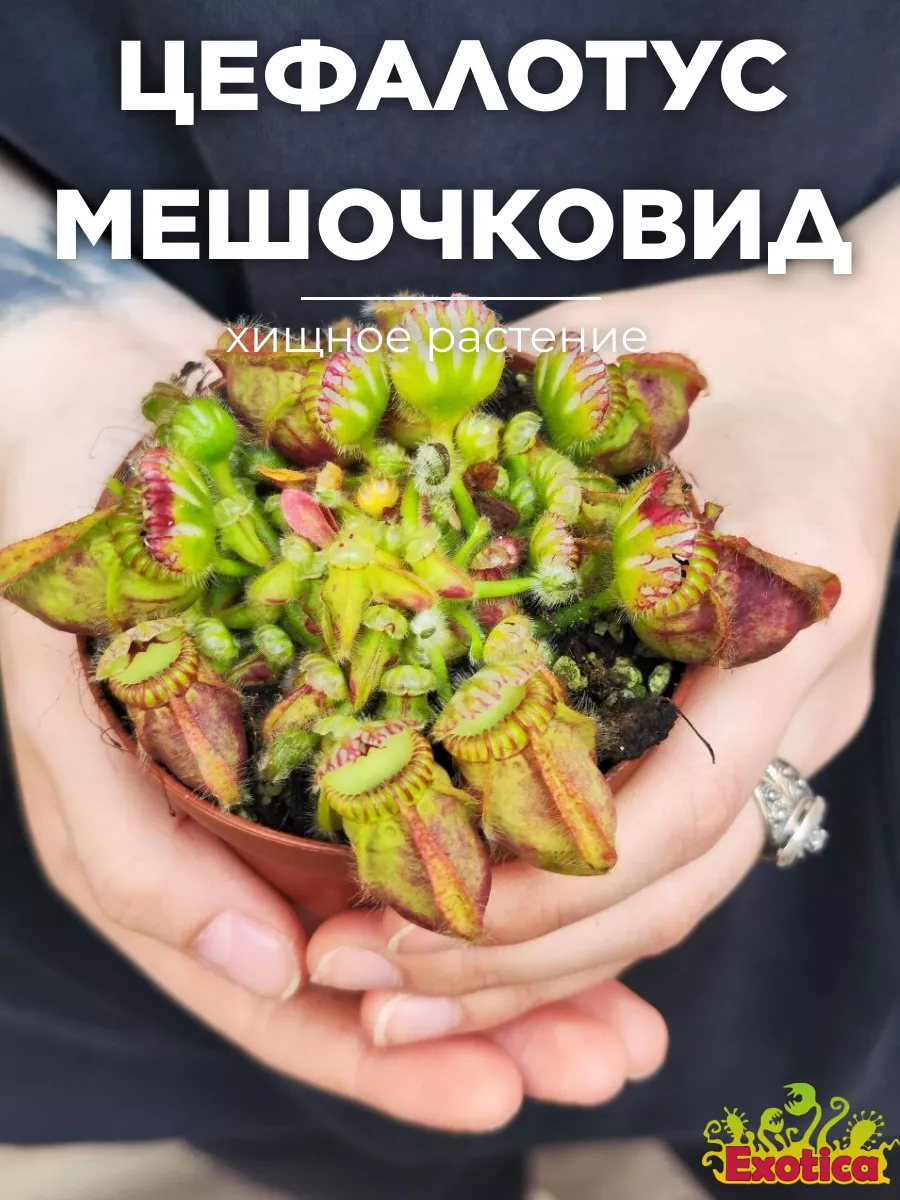 Цефалотус Мешочковидный (Cephalotus Follicularis) D9см Exotica 160365543  купить за 1 761 ₽ в интернет-магазине Wildberries