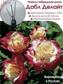 Саженец розы Дабл Делайт Dream Roses 160382344 купить за 733 ₽ в интернет-магазине Wildberries