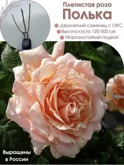 Саженец розы Полька Dream Roses 160384687 купить за 627 ₽ в интернет-магазине Wildberries