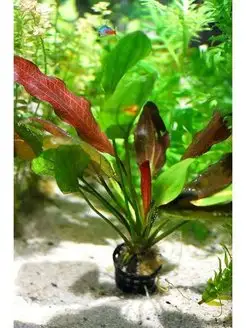 Эхинодорус розовый 1 куст.Живые растения для аквариума Aqua_Plants 160393072 купить за 351 ₽ в интернет-магазине Wildberries