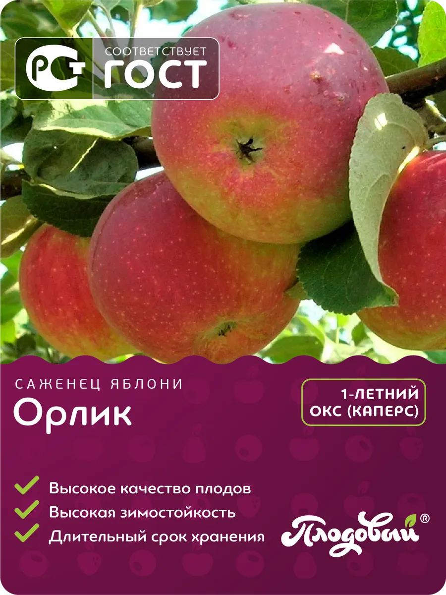 Орлик сорт яблони описание сорта отзывы. Яблоня. сорта яблонь. яблоки царские сорт. сорт яблони маяк.