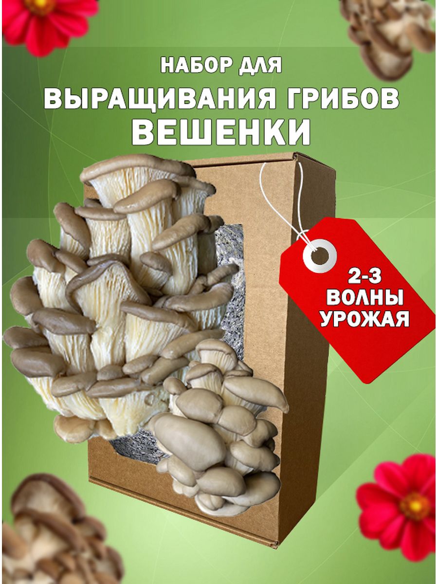 Набор для выращивания грибов. Семена грибов для выращивания. Семечки грибов. Семена грибов для выращивания в домашних условиях. Грибы для выращивания в домашних условиях купить