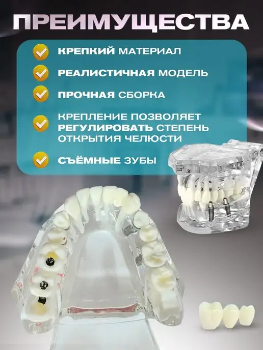 Tooth for tooth Анатомическая модель зубов макет челюсти стоматолог подарок, вариант, фото 3