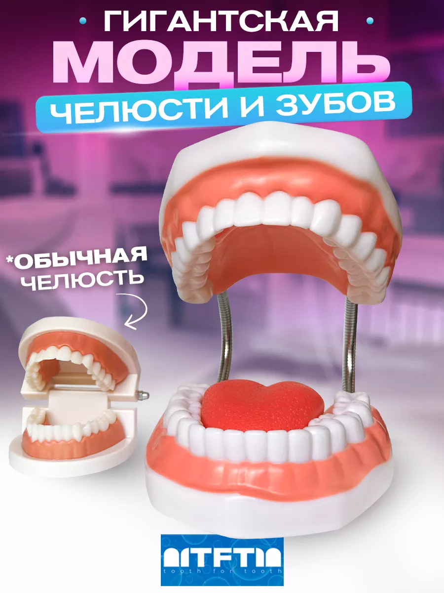 Анатомическая модель зубов макет челюсти стоматолог подарок