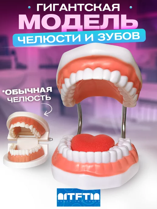 Tooth for tooth Анатомическая модель зубов макет челюсти стоматолог подарок