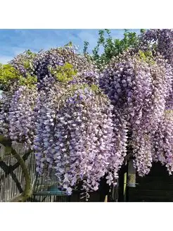 Саженцы Крыма рассада и саженцы в интернет-магазине Wildberries