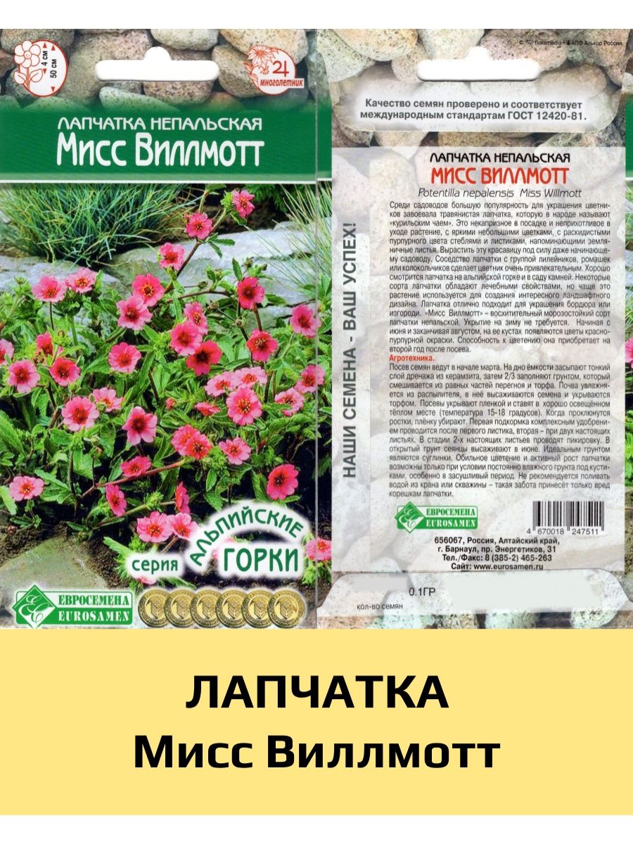 Лапчатка Мисс Вильмонт. Всхожесть семян лапчатки. Лапчатка Мисс Вильмонт фото на клумбе.