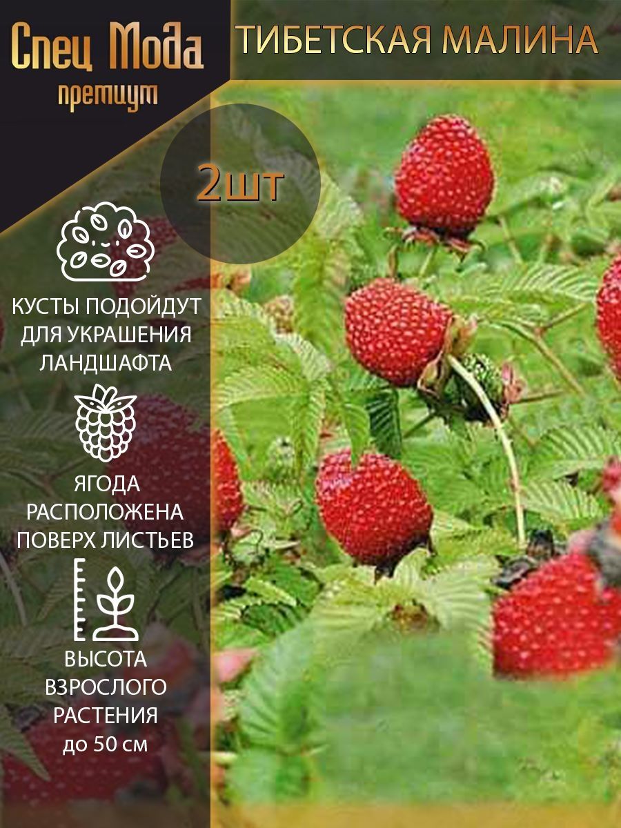 Малина тибетская СпецМодаПремиум 160595086 купить за 964 ₽ в  интернет-магазине Wildberries