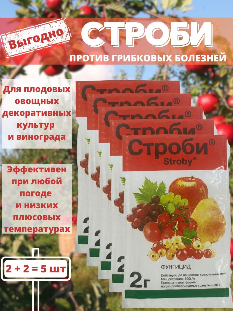 Строби отзывы. Строби. Строби 2гр. Строби паутинка. Чин Строби в Саратове.