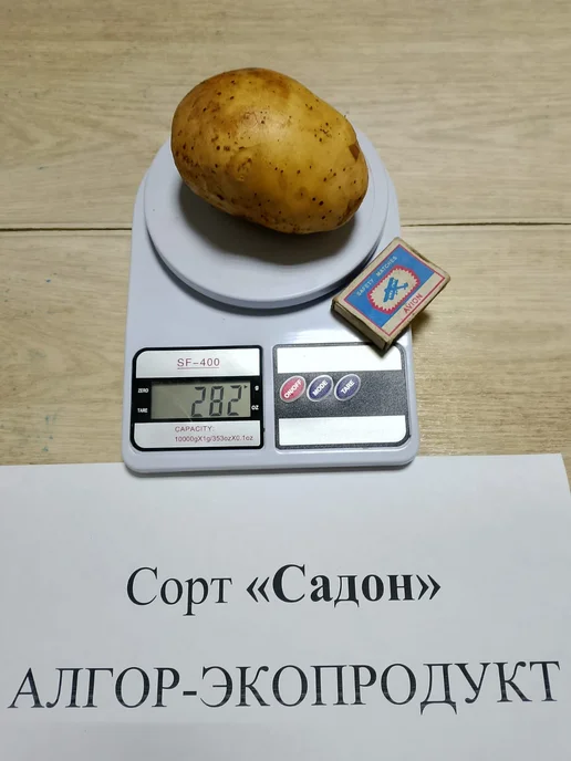 АЛГОР-ЭКОПРОДУКТ Картофель Садон, желтый, фото 2