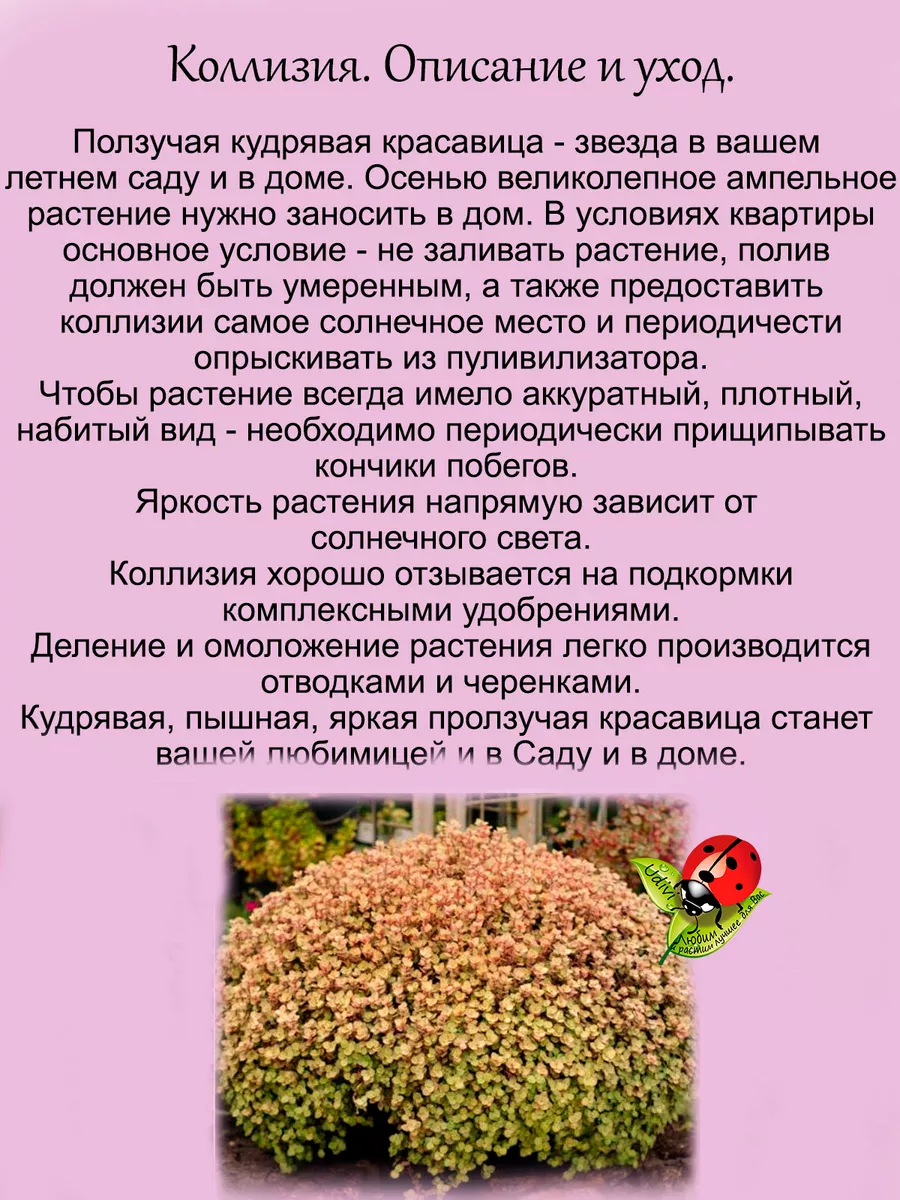 Коллизия Золото Голд Udivi 160706905 купить за 496 ₽ в интернет-магазине  Wildberries