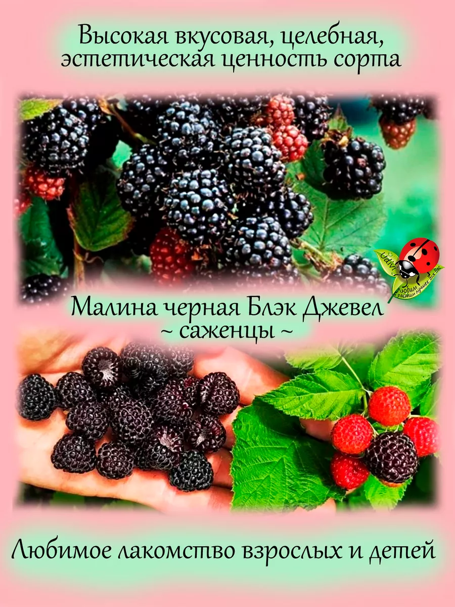 Малина Блэк Джевел черная Udivi 160719045 купить в интернет-магазине  Wildberries