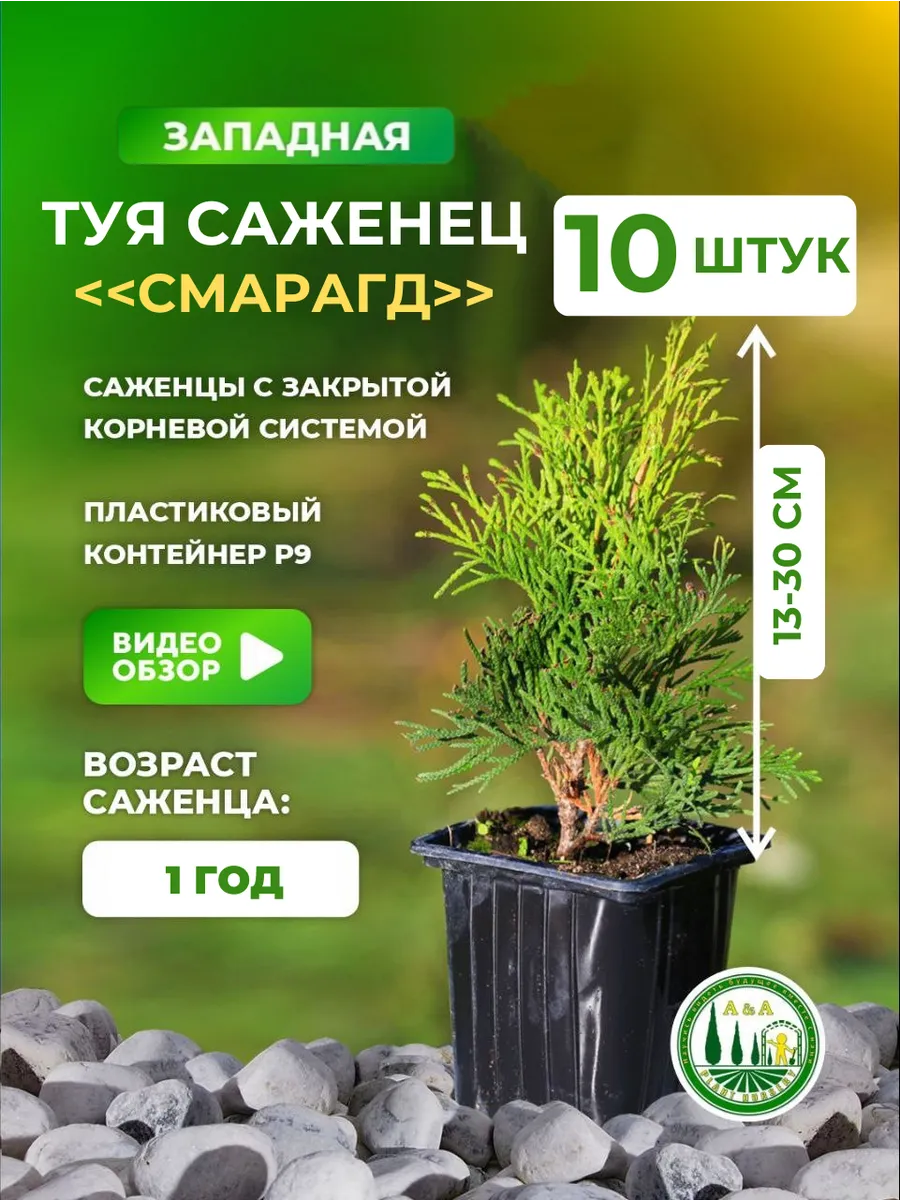 Саженец туи...