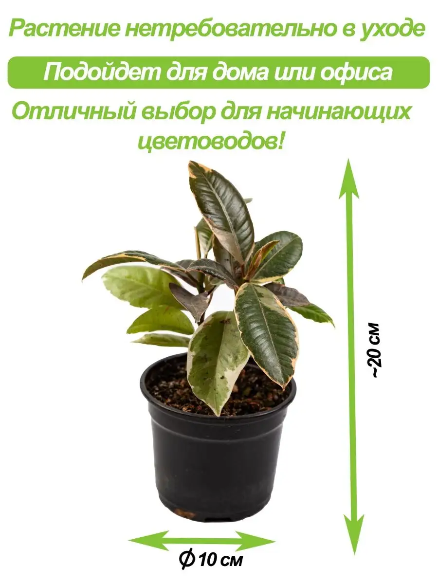 Фикус Каучоконосный Белиз Green_World 160793256 купить в интернет-магазине  Wildberries