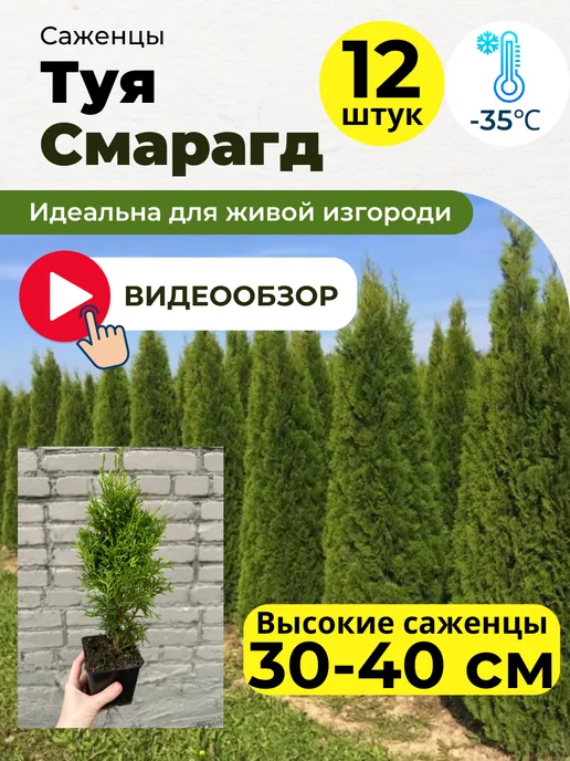 Туя саженец Смарагд 12 шт