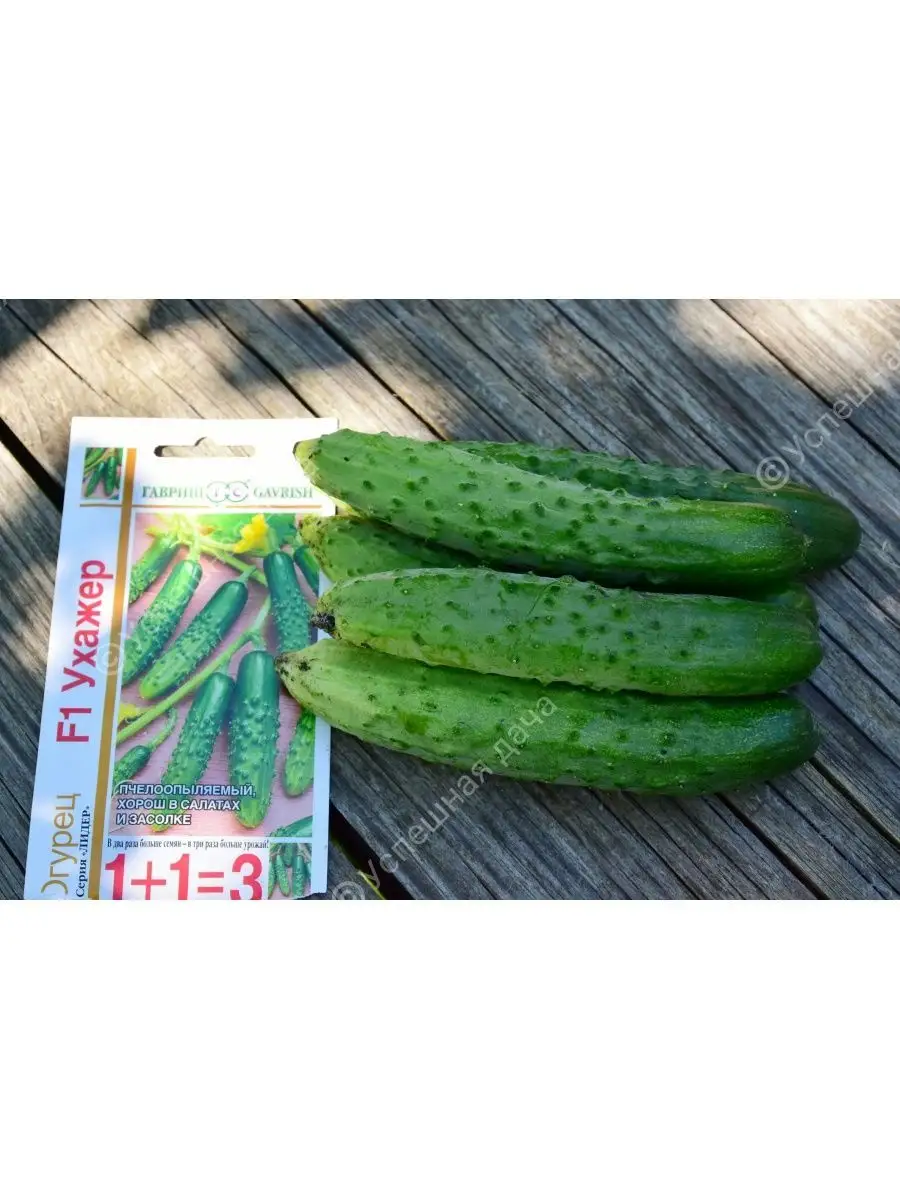 огурец ухажер f1. огурец ухажер f1 описание. огурец ухажёр описание. семена огурца ухажер. огурцы ухажер описание сорта.