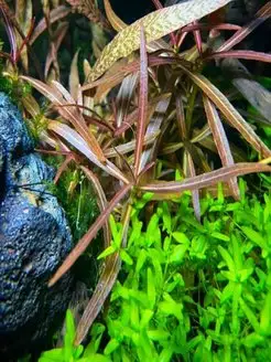 Гигрофила арагвая(арагуая) 3шт. Растения для аквариума Aqua_Plants 161002720 купить за 312 ₽ в интернет-магазине Wildberries