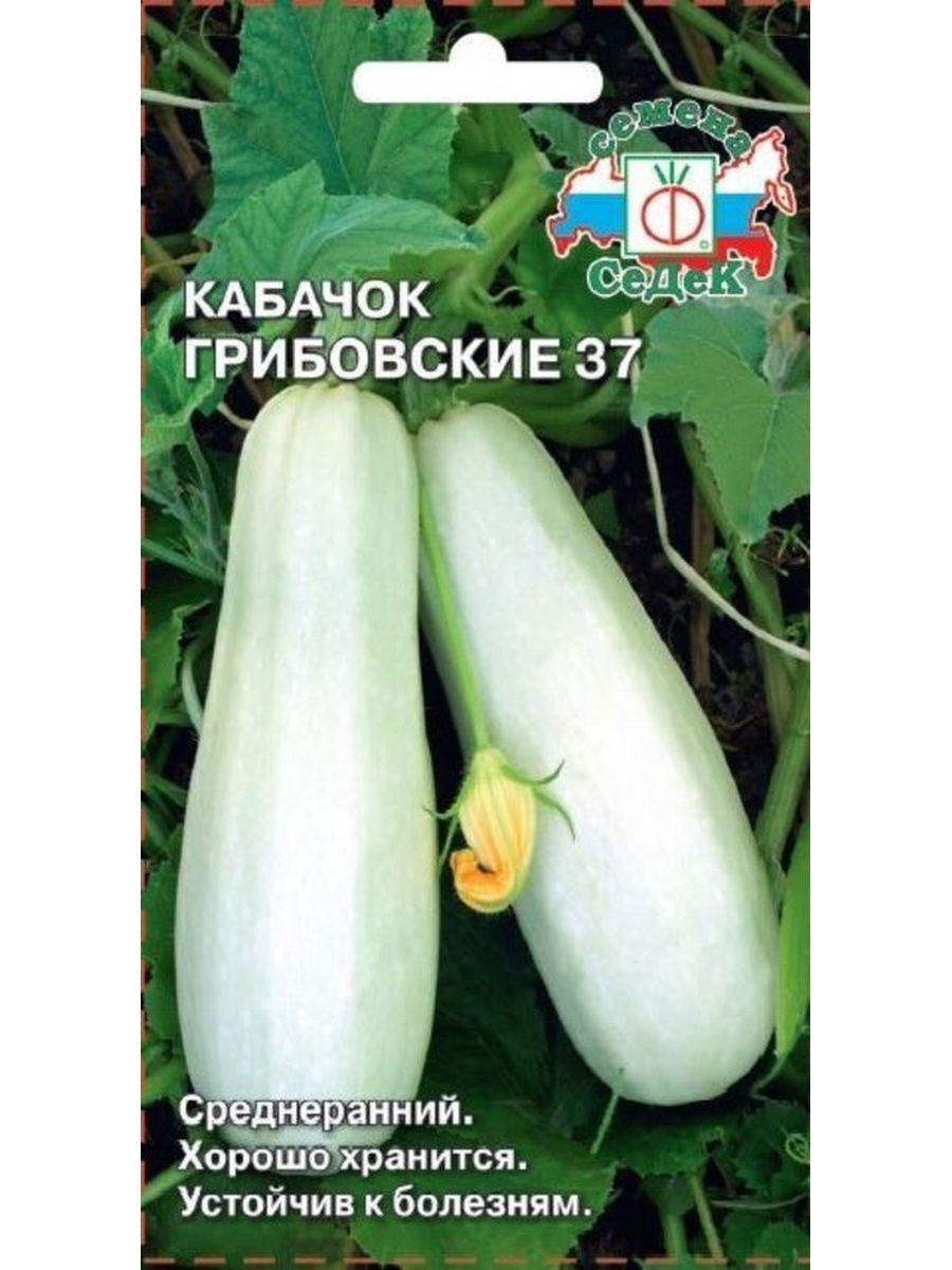 Кабачок грибовский 37 фото. Кабачок белоплодный Грибовские 37. Кабачки Грибовские. Кабачок Маша f1.