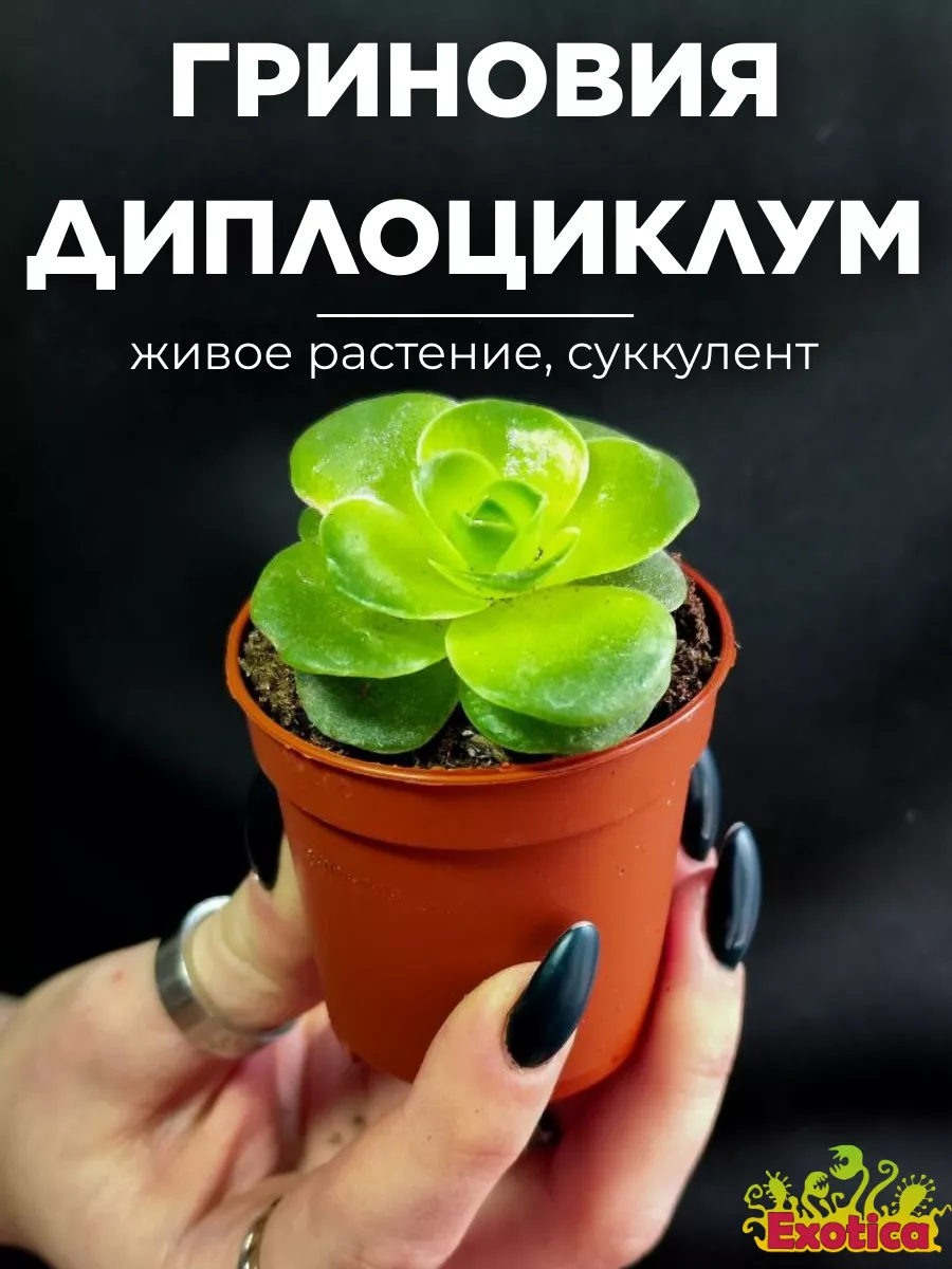 Гриновия Диплоциклум (Greenovia Diplocycla) D5см Exotica 161054387 купить в  интернет-магазине Wildberries