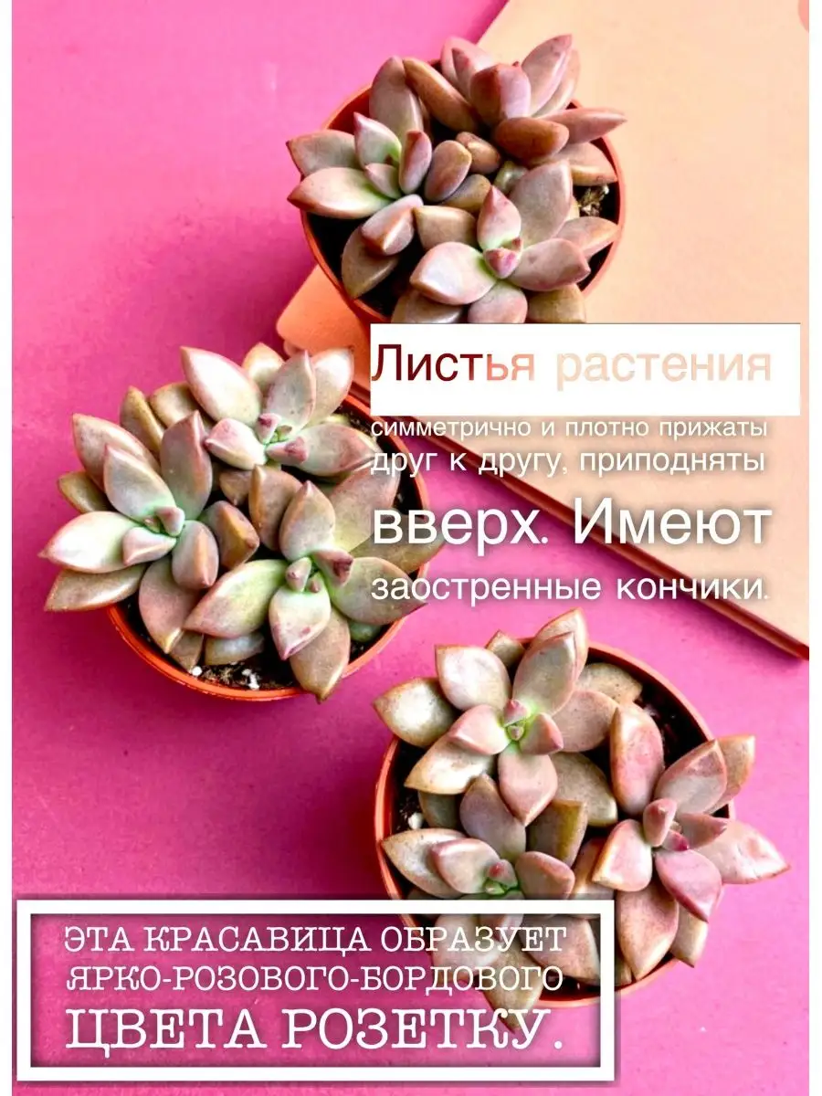 Эхеверия Бордо Хард цветы для декора суккулент Dila flowers G 161125242  купить в интернет-магазине Wildberries