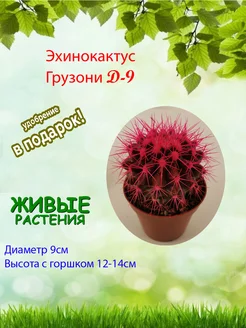 Комнатное растение кактус живой Эхинокактус грузони розовый Это наш сад 161584337 купить за 1 130 ₽ в интернет-магазине Wildberries