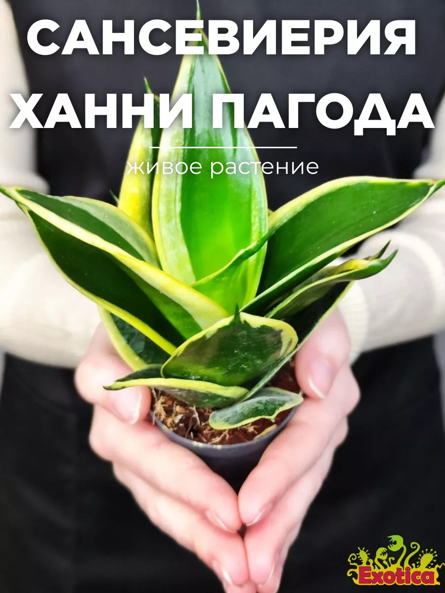 Сансевиерия Ханни Пагода (Sansevieria Hahnii Pagoda) D6см Exotica 161610004  купить в интернет-магазине Wildberries