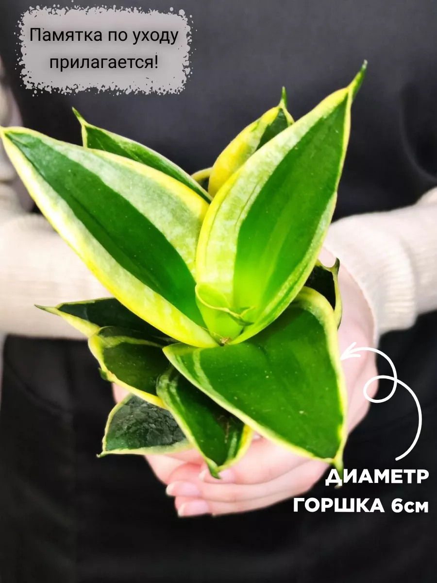 Сансевиерия Ханни Пагода (Sansevieria Hahnii Pagoda) D6см Exotica 161610004  купить в интернет-магазине Wildberries