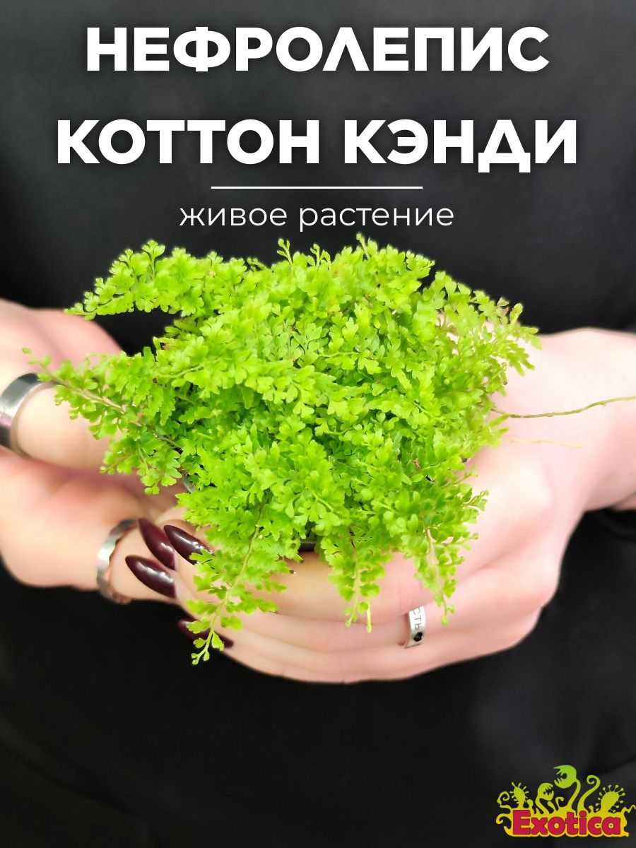 Нефролепис коттон. Нефролепис коттон Кенди. Коттон Кэнди папоротник. Cotton Candy mm2.