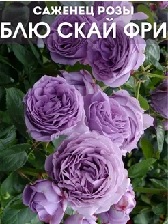 Саженец розы Блю Скай Фри Dream Roses 161669933 купить за 689 ₽ в интернет-магазине Wildberries