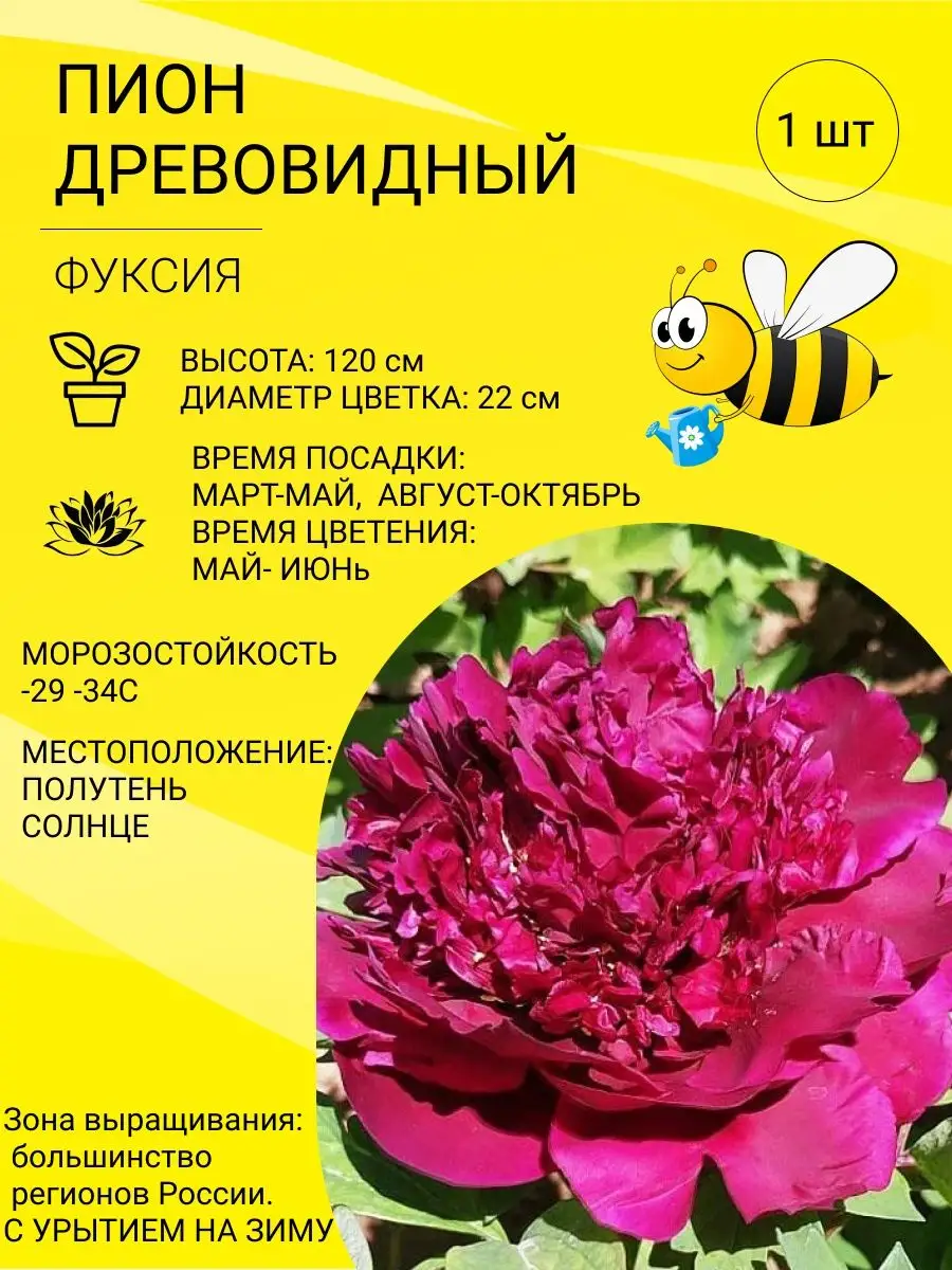 Пион древовидный Фуксия / саженец, корень для посадки Галерея Цветов  161750749 купить за 720 ₽ в интернет-магазине Wildberries