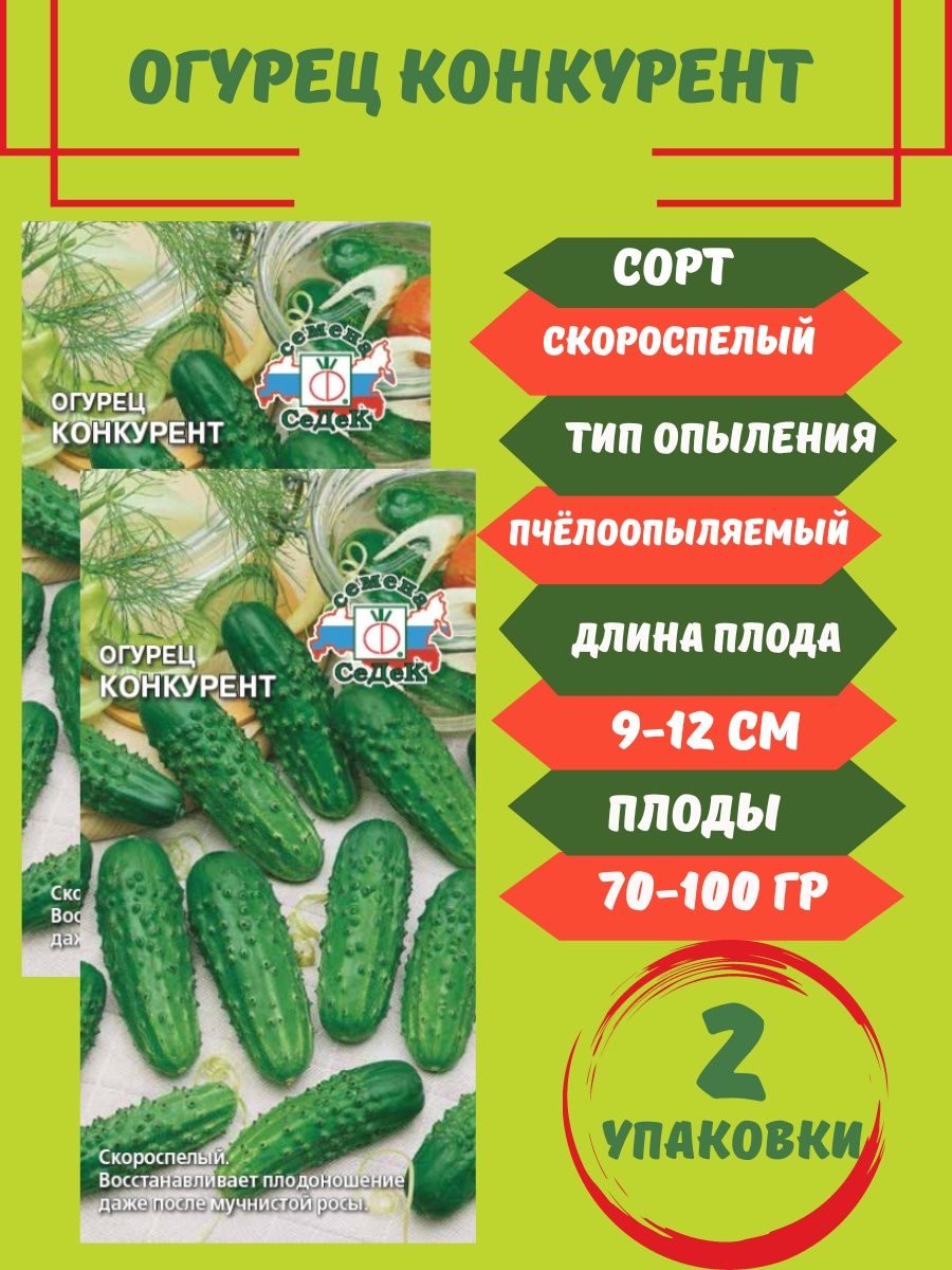 Огурец конкурент. Сорт огурца конкурент. Огурец конкурент фото. Огурец конкурент описание.