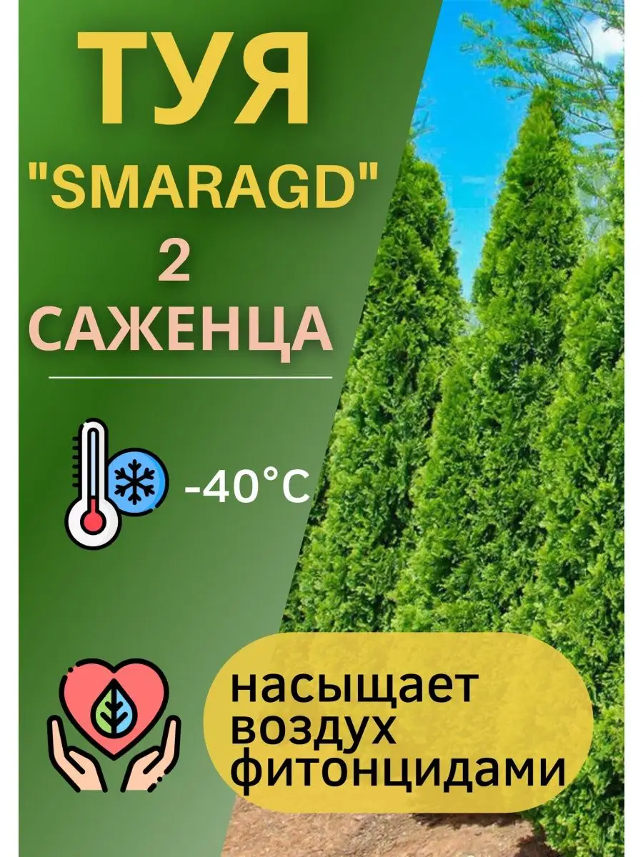 Саженцы туй из Беларуси - 2 шт. Туя смарагд 161913190 купить в  интернет-магазине Wildberries