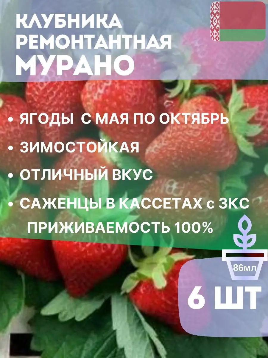 Клубника ремонтантная Мурано В кассетах 6шт Белорусские саженцы 162084001  купить в интернет-магазине Wildberries