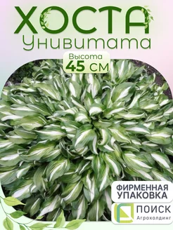 Хоста саженец Унивитата Сад растений 162151521 купить за 290 ₽ в интернет-магазине Wildberries