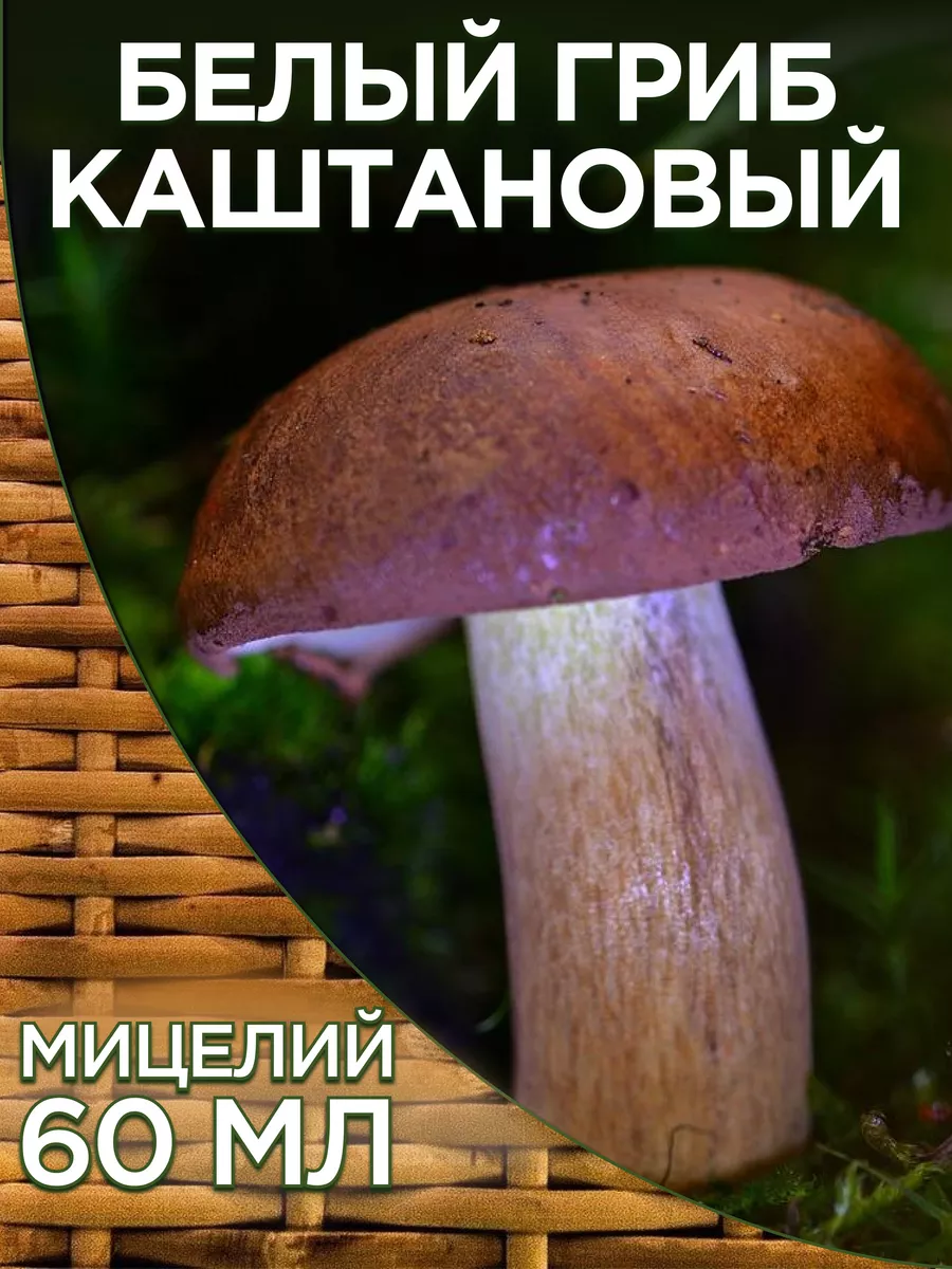 Мицелий Каштанового гриба (60 мл) Грибы 162232752 купить за 234 ₽ в  интернет-магазине Wildberries