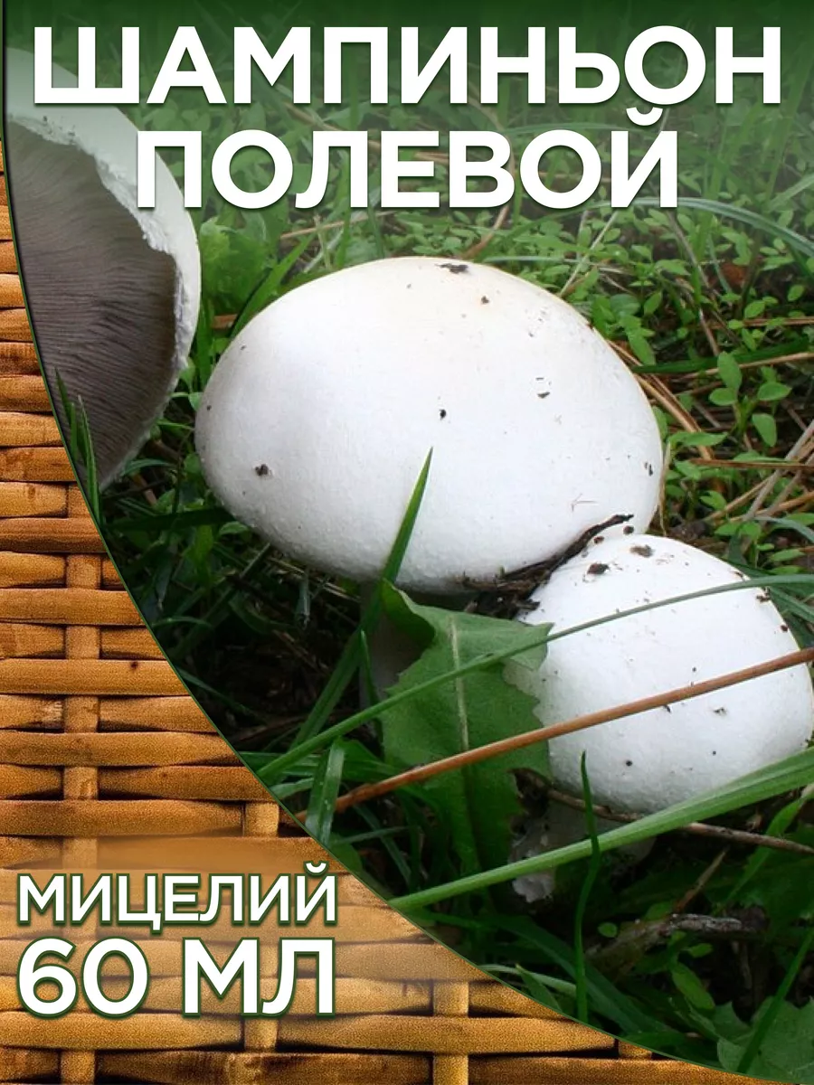 Грибы Шампиньон полевой для выращивания