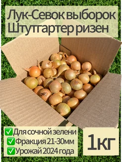 Крупный Лук Севок Штуттгартер ризен 162332508 купить за 228 ₽ в интернет-магазине Wildberries