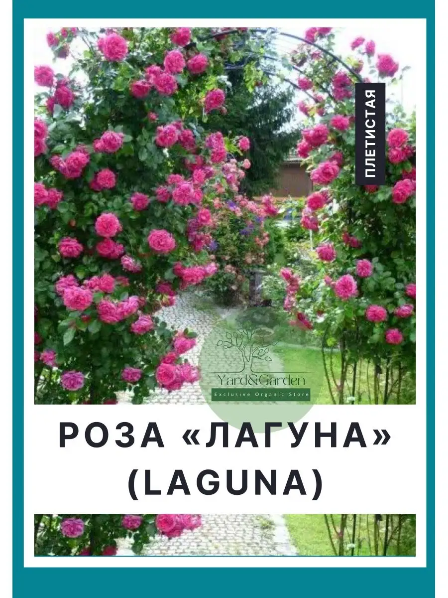 Роза Лагуна Yard&Garden 162442746 купить в интернет-магазине Wildberries