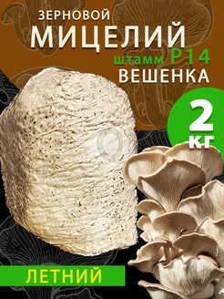 Мицелий вешенки зерновой Р14 (летний) - 2 кг поГрибок 162448261 купить за 754 ₽ в интернет-магазине Wildberries