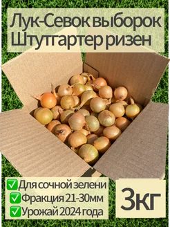 Крупный Лук Севок Штуттгартер ризен 162515570 купить за 604 ₽ в интернет-магазине Wildberries